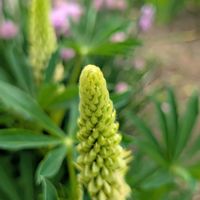 チャイブ,ルピナス,GSの繋がりに感謝♡,旭川市,自宅の庭の花の画像