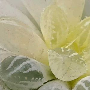 楼蘭錦 糊斑,ハオルチア属,多肉ちゃん,ボタニカルライフ,新葉の画像