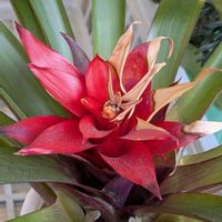 グズマニア,ミニトマト,ミニトマト,ルッコラ,ヒメコウゾの実♪の画像