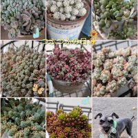 虹の玉,姫秋麗,多肉植物,かわいい,散歩の画像