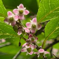 ウメモドキ,ウメモドキの雄花,ウメモドキの雄花,ウメモドキの雌花,ウメモドキの雌花の画像