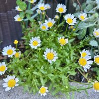 ノースポール,花のある暮らし,こぼれダネ,庭の画像