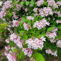 ウツギ,シラン,チャイブ,ショウキウツギ(鍾馗空木),GSのみなさんに感謝♡の画像