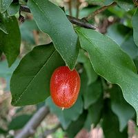 フェイジョア,グミ,ナツグミ,オカウコギ,雄花.の画像