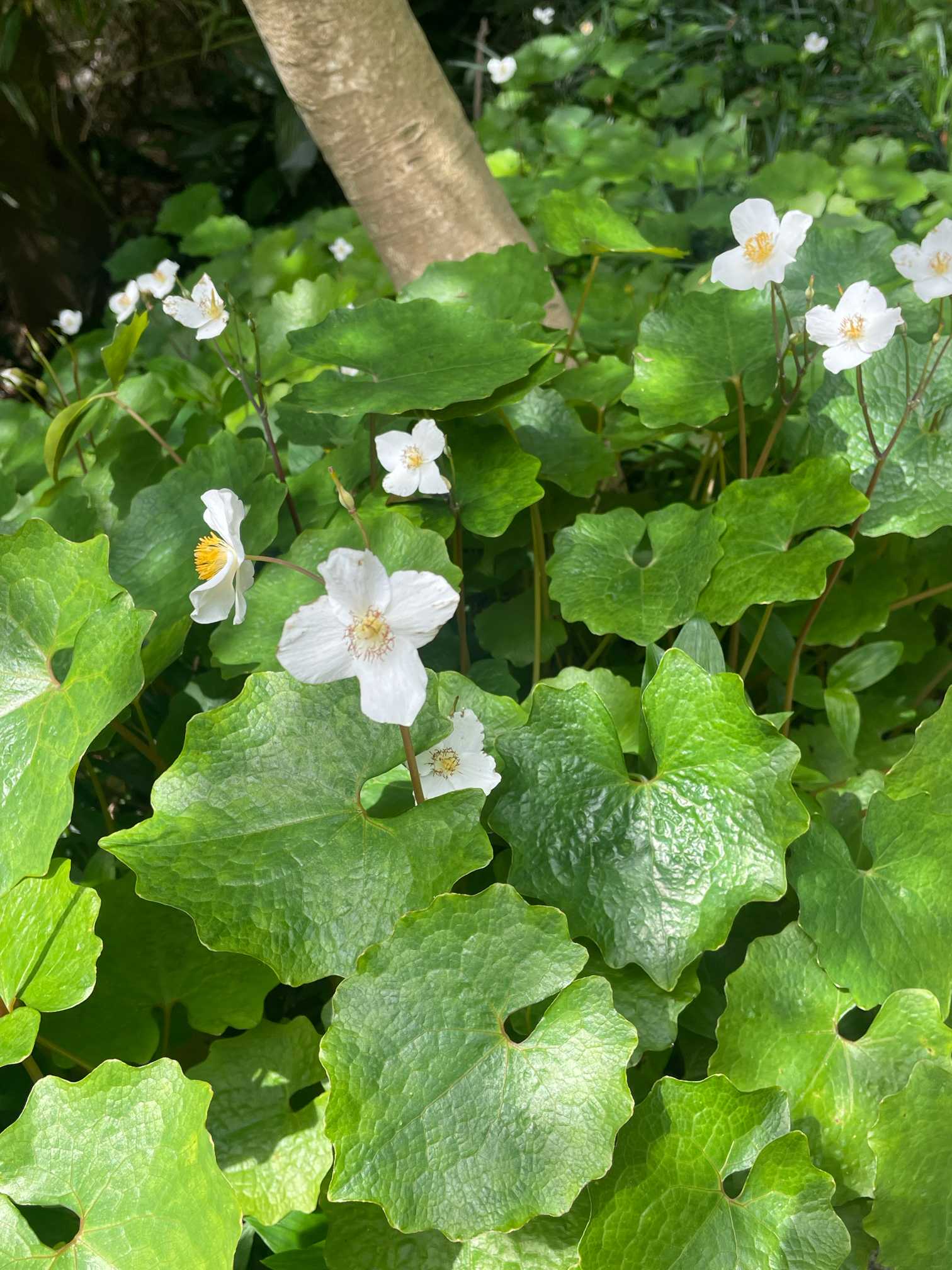 神奈川の4月のお花〜追浜・鷹取山・二子山・逗子〜｜🍀GreenSnap