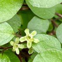 ワイヤープランツ,ワイヤープランツの花,観葉植物の画像