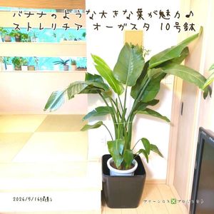 ストレリチア オーガスタ,ストレリチア オーガスタ,オーガスタ,オーガスタ,観葉植物の画像