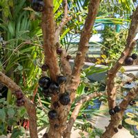 ジャボチカバ,草津市立水生植物公園みずの森の画像