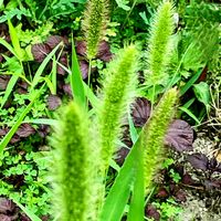 エノコログサ,ゴミ捨ての帰りに,通り道のお宅の家庭菜園にの画像