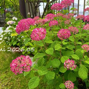 アジサイ,紫陽花,アナベル,ピンクアナベル,ピンクのアナベルの画像