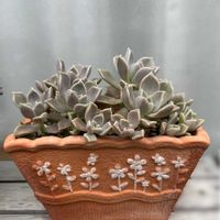 朧月,多肉植物,植物のある暮らし,グラプトペタルム属の画像