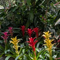 グズマニア,今日のお花,佐野植物公園,温泉県大分♨️,チーム大分の画像