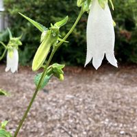 ジューンベリー,初夏の花,ホタルブクロ（白）,中庭,アルビノ☆yurijaの画像