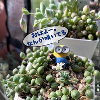 グリーンネックレス,森村万年草, ペンデンス,暑くなりそうの画像
