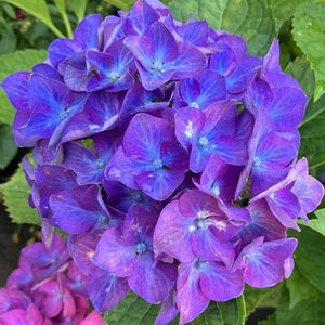 紫色の花,#ガーデニング,エクステリアの画像