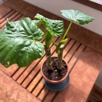 フィカスウンベラータ,フィカスウンベラータ,フィカスウンベラータの画像