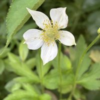 アネモネ,春咲き秋明菊,こぼれ種,お庭の花たち,宿根草の庭の画像