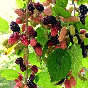 桑の実,マルベリー（桑の実）,植物園にて～♡,植物園にて～♡,ハーブコーナーにての画像