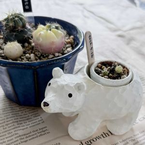 サボテン,ギムノカリキュウム ダムシー,ギムノカリキウム　ダムシー錦,子株,植え替えの画像