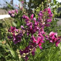 ハギ,はぎ(萩),道端,花のある暮らし,緑のある暮らしの画像