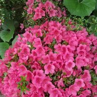 シレネ,サツキ,シモツケ ,宿根バーベナ,花のある暮らしの画像