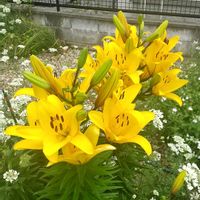 カサブランカ,スカシユリ,オルレア・ホワイトレース,ガーデニング,お花畑    の画像