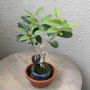 盆栽,小品盆栽,山野草,バルコニー/ベランダの画像