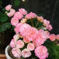 ゼラニウム,ローズゼラニウム,ピンク,ピンクの花,ピンク❤︎ピンクの画像