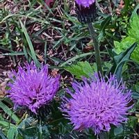 アザミ,かめやま公園の花壇に,散歩道で出会ったお花の画像