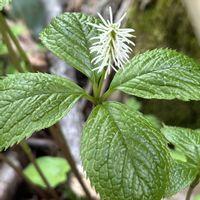 ヒトリシズカ,野草の画像