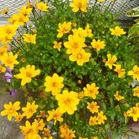 ビデンス,いいね❤ありがとう,花のある暮らし❤,小さな庭の画像