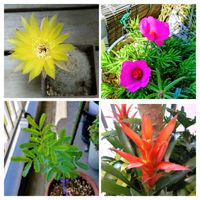 ミモザ,ベランダガーデン,癒し,今日のお花,さぼてんの画像