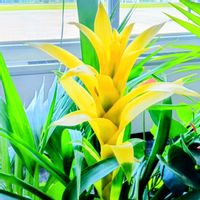 グズマニア,グズマニア,パイナップル,パイナップル科,今日のお花の画像