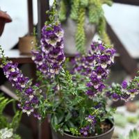 アンゲロニア,アンゲロニア,ナチュラルガーデン,お花,おはようございますの画像