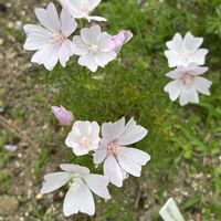 春菊,除虫菊,ノハラナデシコ,ナチュラルガーデン,初夏の庭の画像