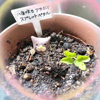シソ,マイヤーレモン,八重咲き朝顔 スプリット ペタル,ベランダ栽培,パンダの日の画像