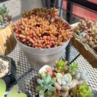 虹の玉,ティアモ,寄せ植え,多肉植物,朝のタニパトの画像