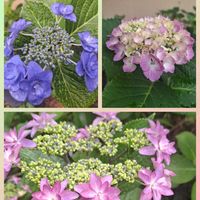 アゲラタム,紫陽花 アジサイ あじさい,愛しの紫,庭の画像