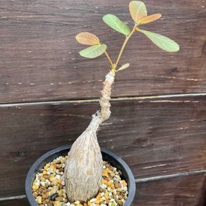 フィランサス ミラビリス,多肉植物,塊根植物,コーデックス,花のある暮らしの画像
