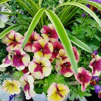 ヤブラン,ペチュニア　シェイク,寄植えの画像