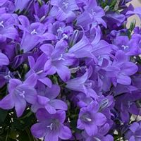 ベルフラワー,ベルフラワー,癒し,花のある暮らし,綺麗の画像
