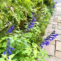 セージ,鮮やか ,カラフル,ハーブの花,青紫色の花の画像