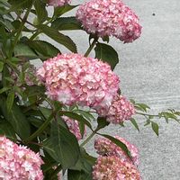 アジサイ,エリカ,ネムノキ,ヤマボウシ,ご近所散歩の画像