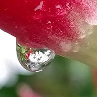 天使の雫,サンパラソル,サンパラソル,稲苗コシヒカリ,鉢植えの画像