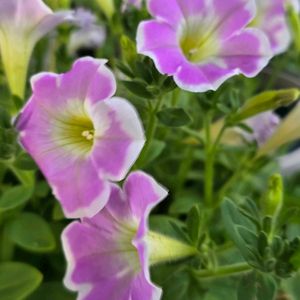 ペチュニア,サフィニアアート,感謝,花のある暮らし,いつまでもの画像