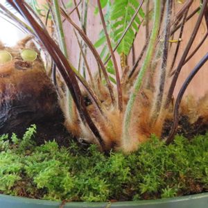 タカワラビ,ツルチョウチンゴケ,キンモウコウ,ジオ・ゴールデン・ボバイン,観葉植物の画像