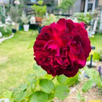 ドドナエア,お気に入り♡,いつもありがとう♡,庭づくり,幸せな時間の画像
