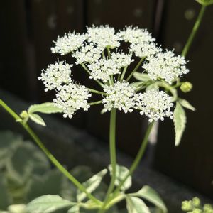 花壇,白い花,シェードガーデン,咲いてくれてありがとう❤,庭の画像