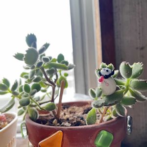 熊童子,熊童子,自作リメ缶、リメ鉢,パンダの日,木曜モフモフの画像