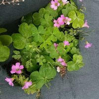 ガジュマル,胡蝶蘭,デンドロビューム,ムラサキカタバミ,アボカド鉢植えの画像